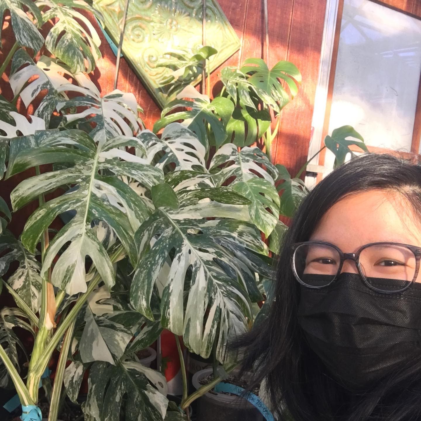 A very expensive plant that I did not buy